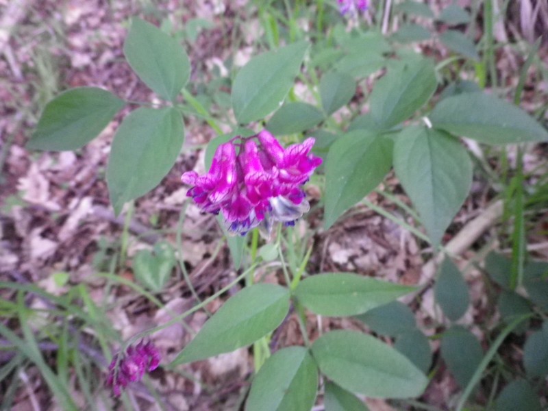 Piccolo arbusto: Lathyrus venetus